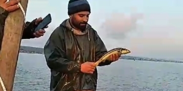"Vira bismillah" diyen balıkçının ağına nesli tehlike altında olan balık takıldı