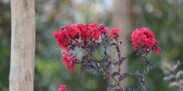 Yeşil ve mavinin buluştuğu Sapanca Gölü sahili çiçek bahçesine dönüştü