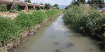 Zehir akan derede toplu balık ölümü yaşanıyor