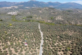 2024-2025 zeytin sezonunda 3 milyon 600 bin ton zeytin, 750 bin ton sofralık zeytin, 2 milyon 850 bin ton yağlık zeytin ve 475 bin ton zeytinyağı rekoltesi bekleniyor