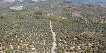 2024-2025 zeytin sezonunda 3 milyon 600 bin ton zeytin, 750 bin ton sofralık zeytin, 2 milyon 850 bin ton yağlık zeytin ve 475 bin ton zeytinyağı rekoltesi bekleniyor