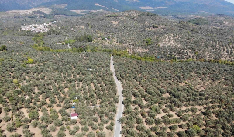 2024-2025 zeytin sezonunda 3 milyon 600 bin ton zeytin, 750 bin ton sofralık zeytin, 2 milyon 850 bin ton yağlık zeytin ve 475 bin ton zeytinyağı rekoltesi bekleniyor