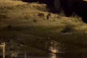 Aç kalan domuzlar merkeze inerek yiyecek aradı