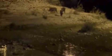 Aç kalan domuzlar merkeze inerek yiyecek aradı