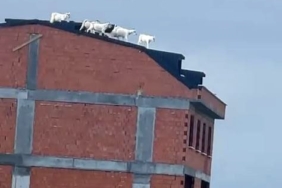 Arnavutköy’de kaçan keçiler binanın çatısına çıktı