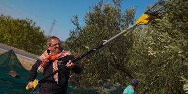 Ayvalık Belediyesi zeytinliklerinin ilk hasadı Ayvalık Belediye Başkanı Mesut Ergin tarafından yapıldı.