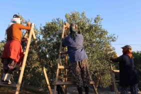 Ayvalık’ta dua ve hayır yemekleriyle ilk hasat