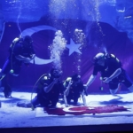 Bağcılar Belediyesinden Cumhuriyet’in 101’inci yılına özel su altı dalışı