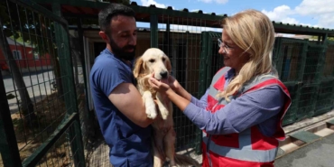 Bakırköy’de 37 tane sokak hayvanı yeni yuvasına kavuştu