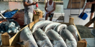Balıkçılar önümüzdeki günlerde Karadeniz’de palamut bolluğu bekliyor