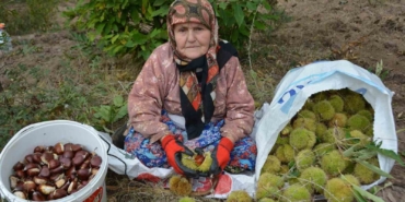 Balıkesir’de kestane hasadı başladı