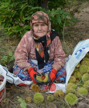 Balıkesir’de kestane hasadı başladı