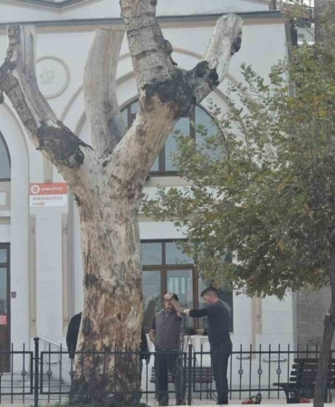 Bandırma’da asırlık kuruyan kavak ağacın kalan kısmı da kesildi