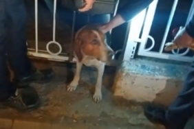 Bandırma’da demir parmaklıklara sıkışan köpek kurtarıldı