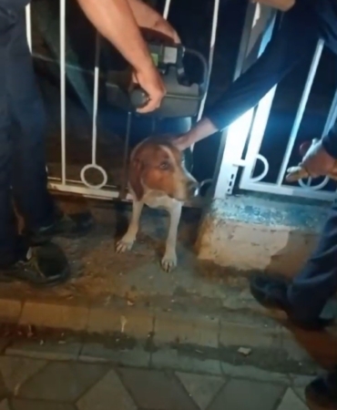 Bandırma’da demir parmaklıklara sıkışan köpek kurtarıldı