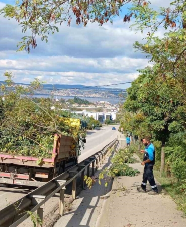 Başiskele’de ağaçlara sonbahar bakımı yapılıyor