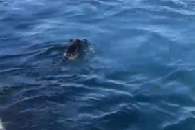 Beykoz’da denizde domuz gören balıkçı: “Palamuta geldik, domuz bulduk”