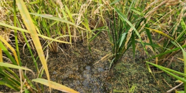 Biga’da dolu ve fırtınadan zarar gören köylerde hasar tespit çalışması yapıldı