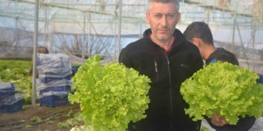 Bilecik’te 1 milyon 126 bin adet marul fidesi dağıtılacak