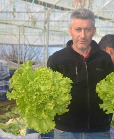 Bilecik’te 1 milyon 126 bin adet marul fidesi dağıtılacak