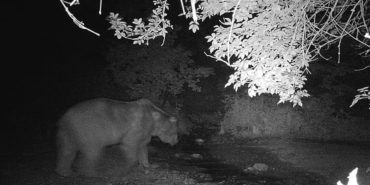 Bilecik’te fotokapana yakalanan ayı ve domuzun görüntüsü gülümsetti