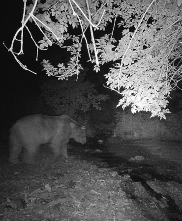 Bilecik’te fotokapana yakalanan ayı ve domuzun görüntüsü gülümsetti