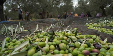 Bilinenin aksine siyah ve yeşil zeytin ağaçları ayrı değil