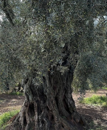 Bin 700 yıllık zeytin ağaçları hala ürün veriyor