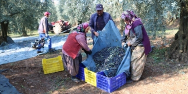 Bir kilo zeytinin maliyeti 34,20 lira