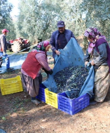 Bir kilo zeytinin maliyeti 34,20 lira