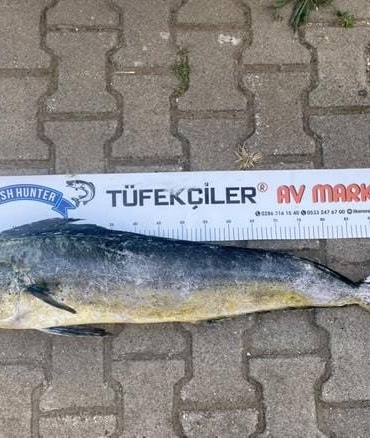 Çanakkale’de amatör balıkçıdan dev lambuka
