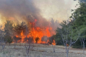 Çanakkale’de orman yangını