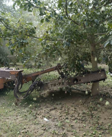 Ceviz hasadından 60 bin ton rekolte bekleniyor