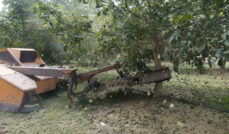 Ceviz hasadından 60 bin ton rekolte bekleniyor