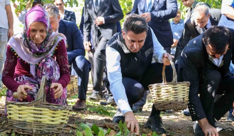 Ceviz üretiminde Türkiye 3’üncüsü Bilecik oldu