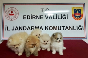 Cins köpekler jandarmayı geçemedi