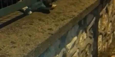 Demir korkuluklara sıkışan yavru köpek böyle kurtarıldı