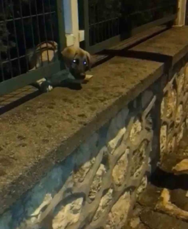 Demir korkuluklara sıkışan yavru köpek böyle kurtarıldı