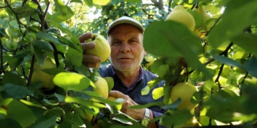 Dünyada rakibi yok: Dalların altın sarısında hasat zamanı