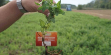 "Edirne kırmızısı" doğduğu topraklarda yeniden hayat buldu
