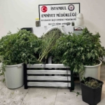 Evi uyuşturucu serasına çevirip ticaret yapan şahıslara operasyon