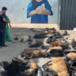 Gebze’de rehabilitasyon merkezindeki ölü sokak hayvanlarına ilişkin soruşturma başlatıldı