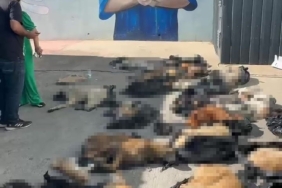 Gebze’de rehabilitasyon merkezindeki ölü sokak hayvanlarına ilişkin soruşturma başlatıldı