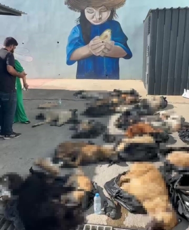 Gebze’de rehabilitasyon merkezindeki ölü sokak hayvanlarına ilişkin soruşturma başlatıldı