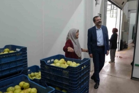 Hayriye teyze Gürsu armudu ile girişimci oldu