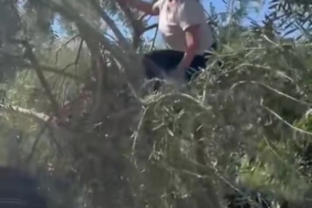 Hülya Avşar Ayvalık’taki evinde zeytin hasadı yaptı