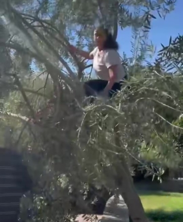 Hülya Avşar Ayvalık’taki evinde zeytin hasadı yaptı