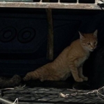 Jandarma yaralı kedinin yardımına koştu