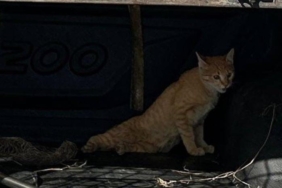 Jandarma yaralı kedinin yardımına koştu