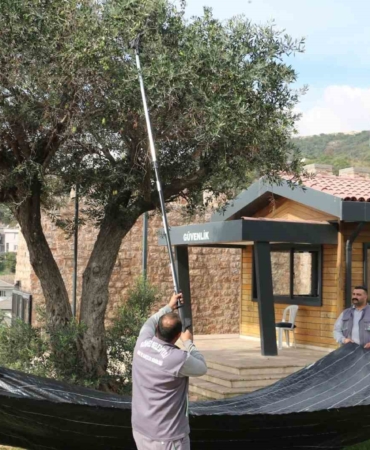 Kamusal alandaki zeytinler ihtiyaç sahipleri için toplanıyor